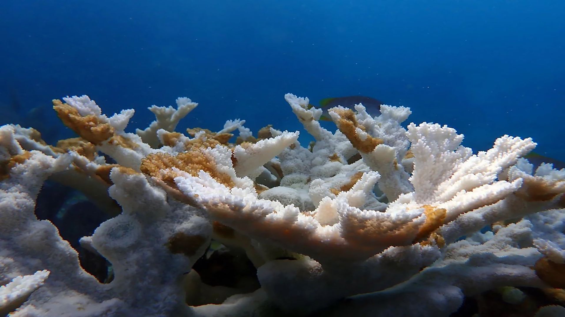 Photo of coral bleaching on our local reefs due to climate change.